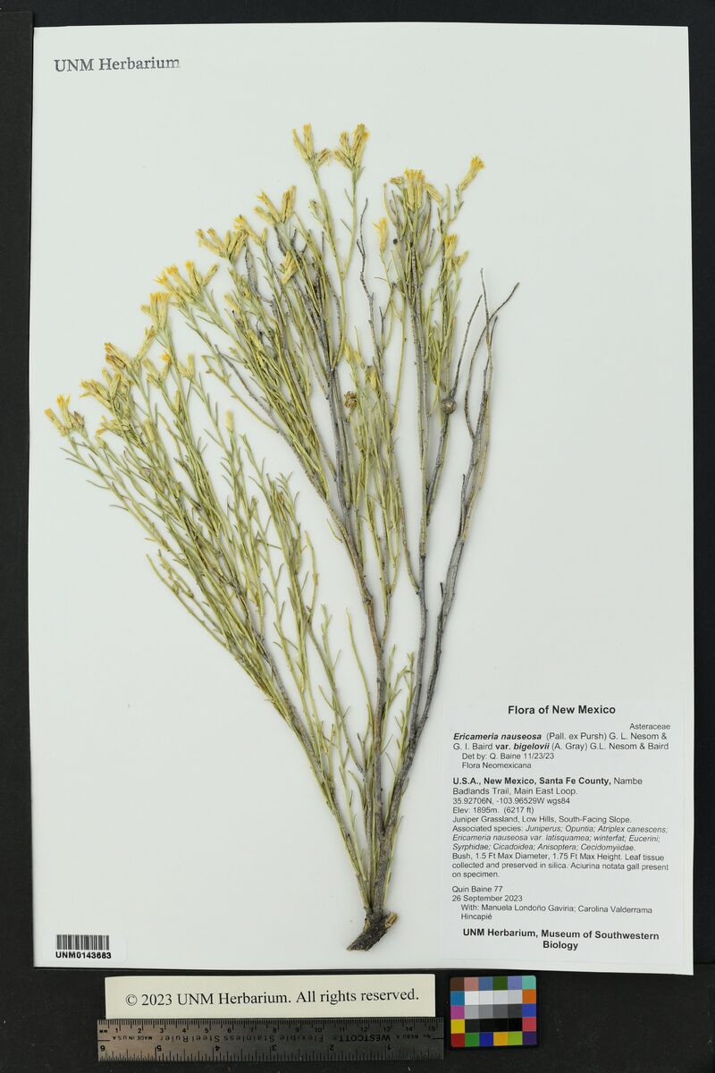 Ericameria nauseosa var. bigelovii (Bigelow’s Gray Rabbitbrush) — photo