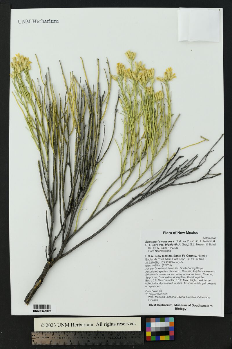 Ericameria nauseosa var. bigelovii (Bigelow’s Gray Rabbitbrush) — photo
