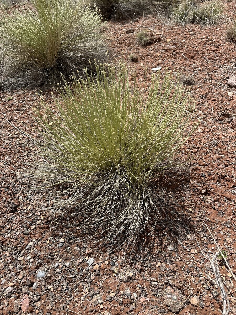 Ericameria nauseosa var. bigelovii