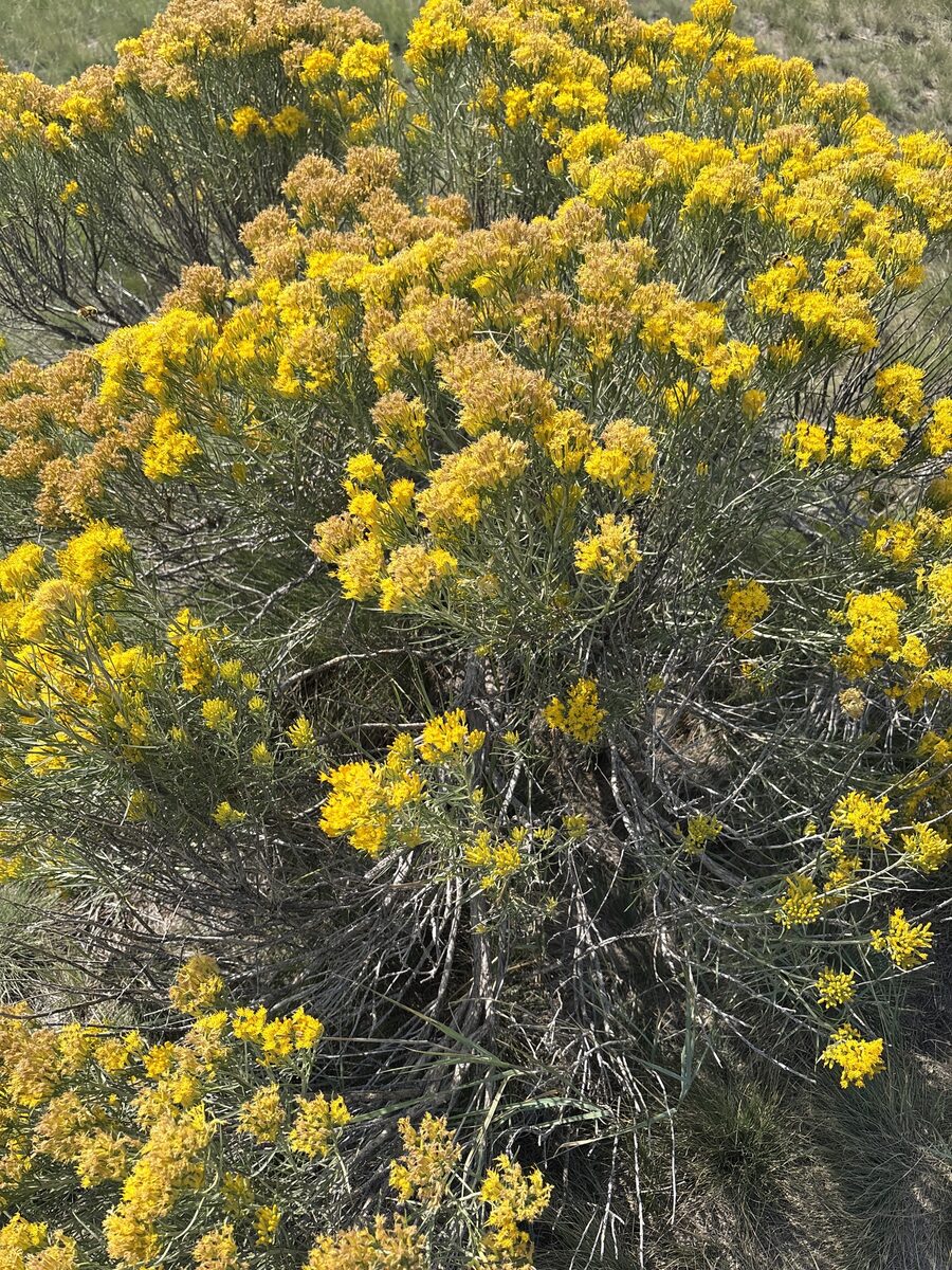 Ericameria nauseosa var. graveolens - (Nutt.)Reveal.&Schuyler. (Rubber Rabbitbrush) — photo