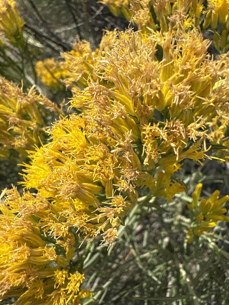 Ericameria nauseosa var. graveolens - (Nutt.)Reveal.&Schuyler. (Rubber Rabbitbrush) — photo