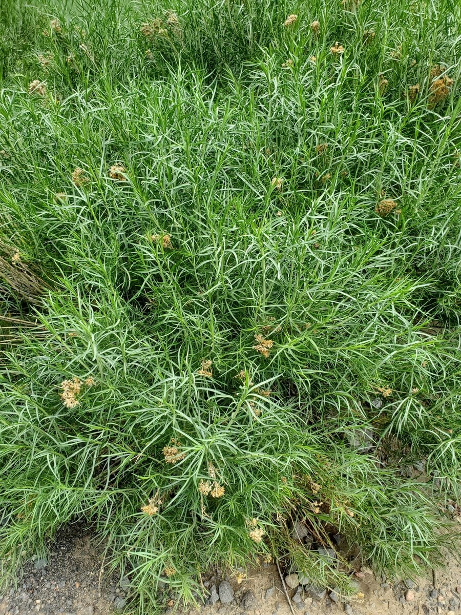 Ericameria nauseosa var. graveolens - (Nutt.)Reveal.&Schuyler.