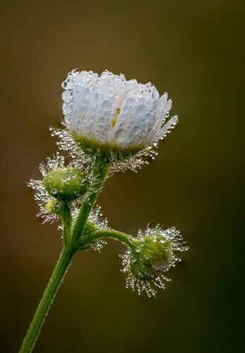 Erigeron annuus (Annual fleabane) — photo