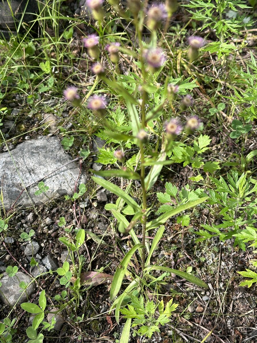 Erigeron kamtschaticus (P'eng) — photo
