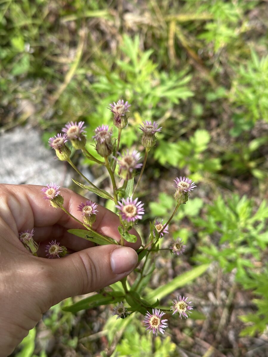Erigeron kamtschaticus