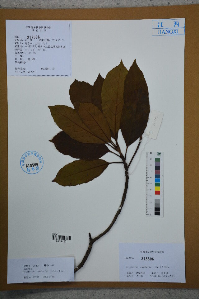 Eriobotrya cavaleriei (Large-flowered loquat) — photo