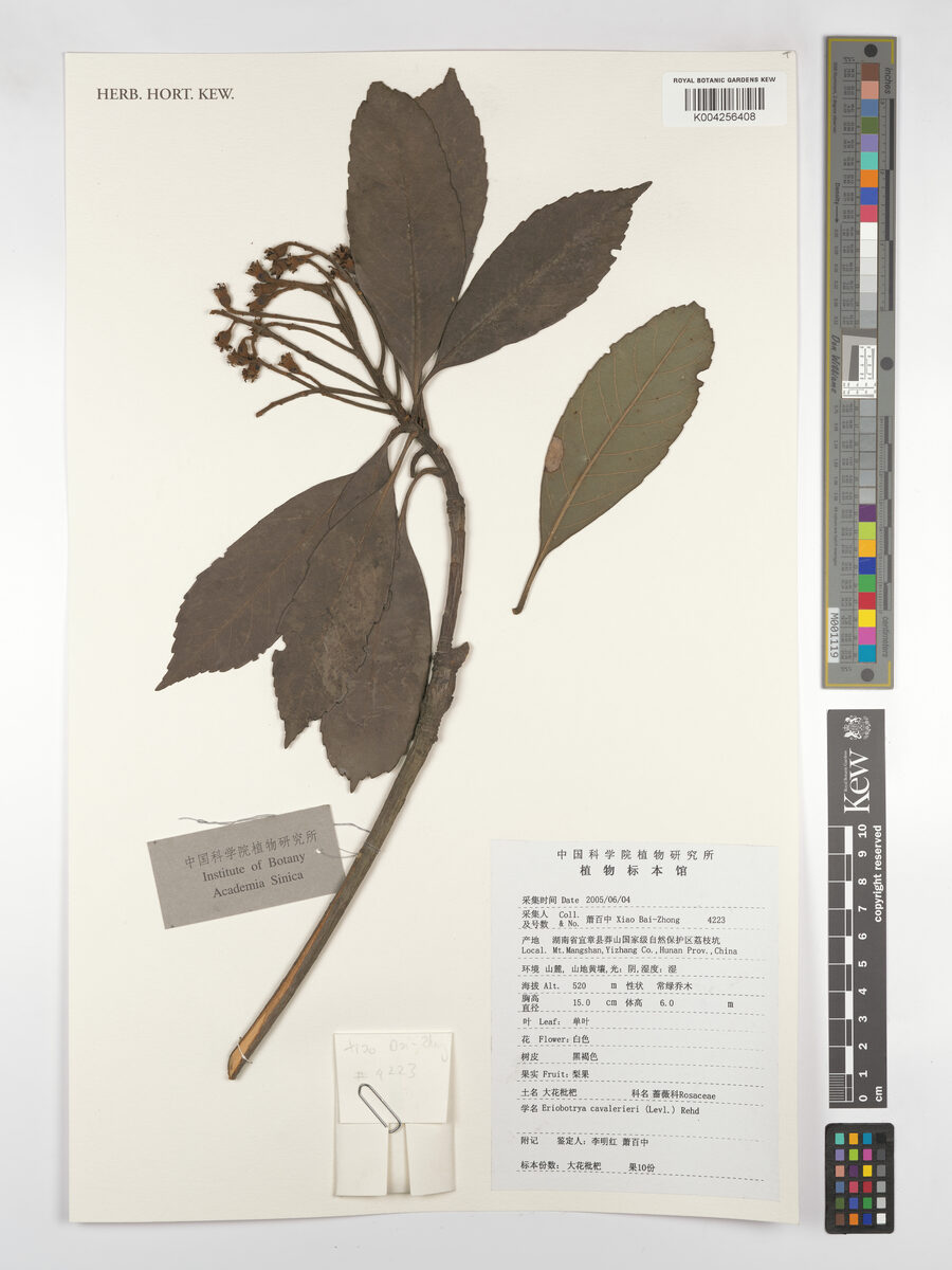 Eriobotrya cavaleriei (Large-flowered loquat) — photo
