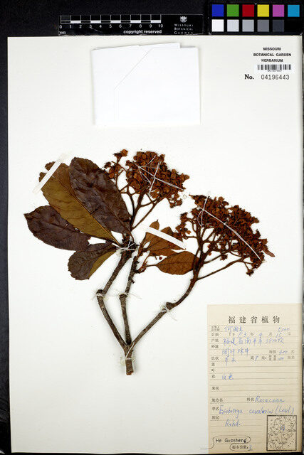 Eriobotrya cavaleriei