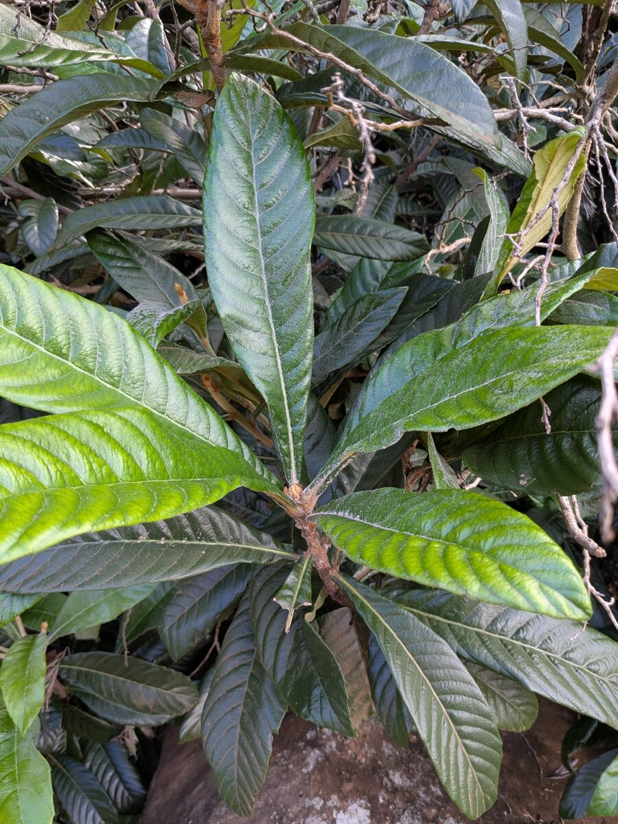 Eriobotrya japonica - (Thunb.)Lindl. (Loquat) — photo