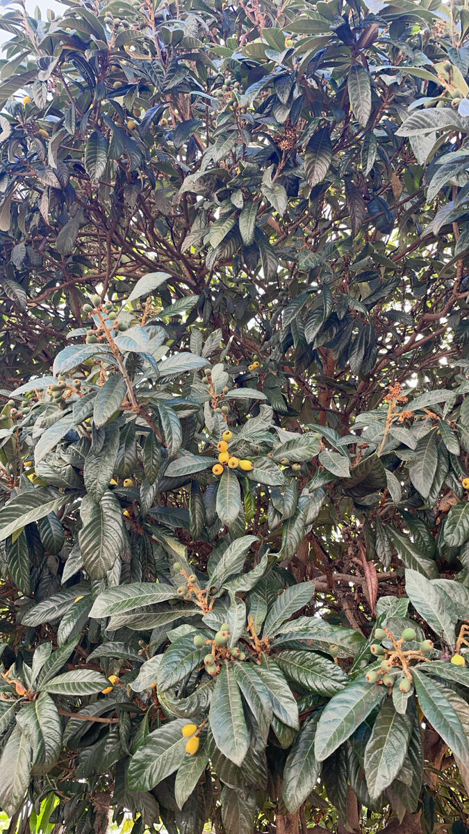 Eriobotrya japonica - (Thunb.)Lindl. (Loquat) — photo
