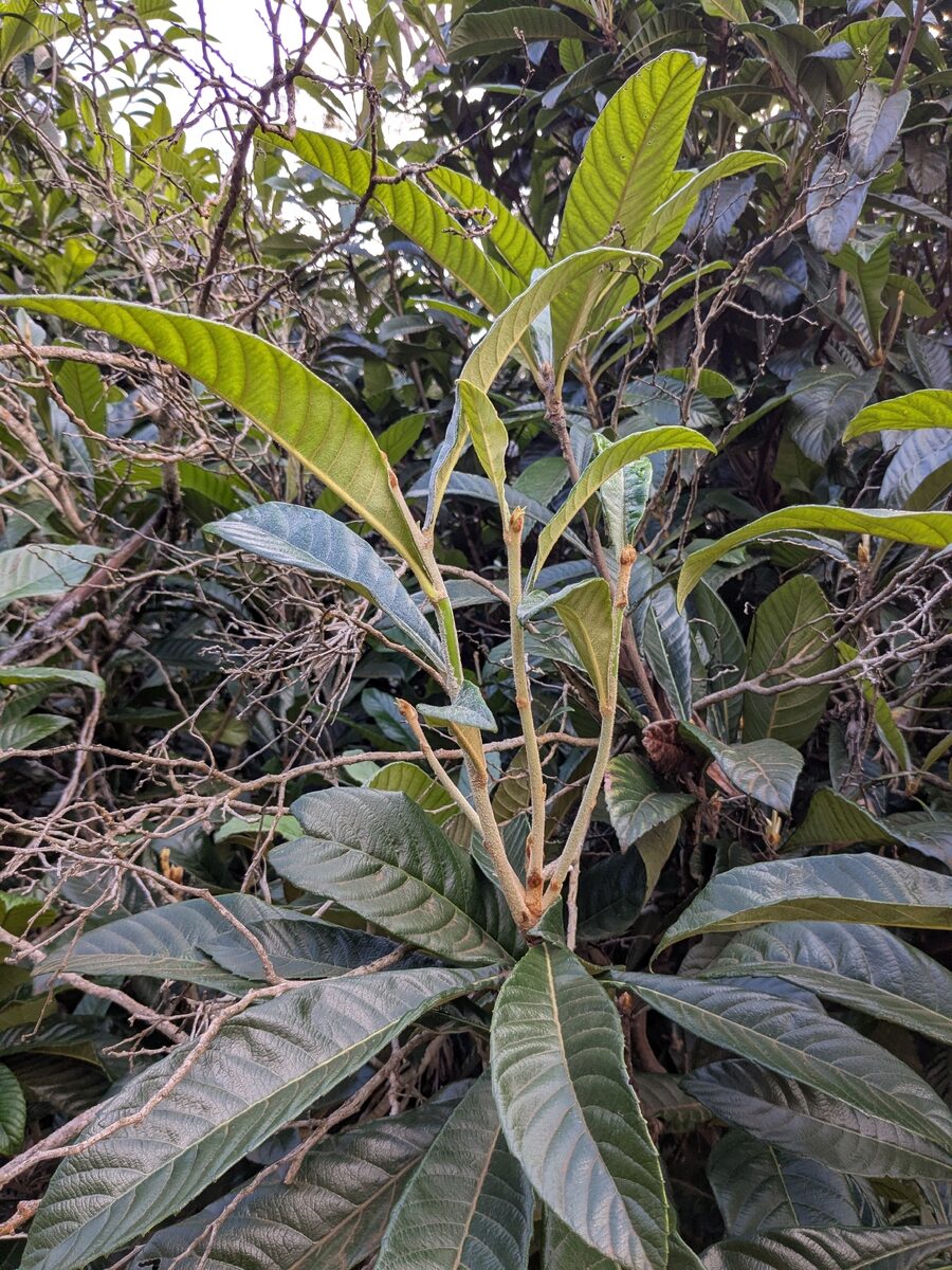Eriobotrya japonica - (Thunb.)Lindl.