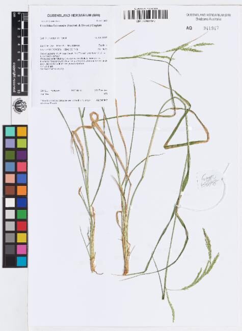 Eriochloa fatmensis (Tropical cup grass) — photo