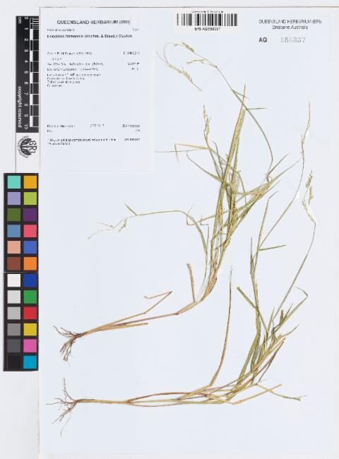 Eriochloa fatmensis (Tropical cup grass) — photo