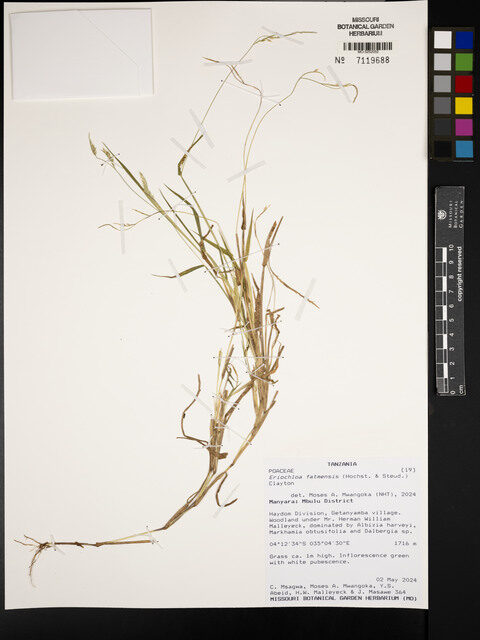 Eriochloa fatmensis