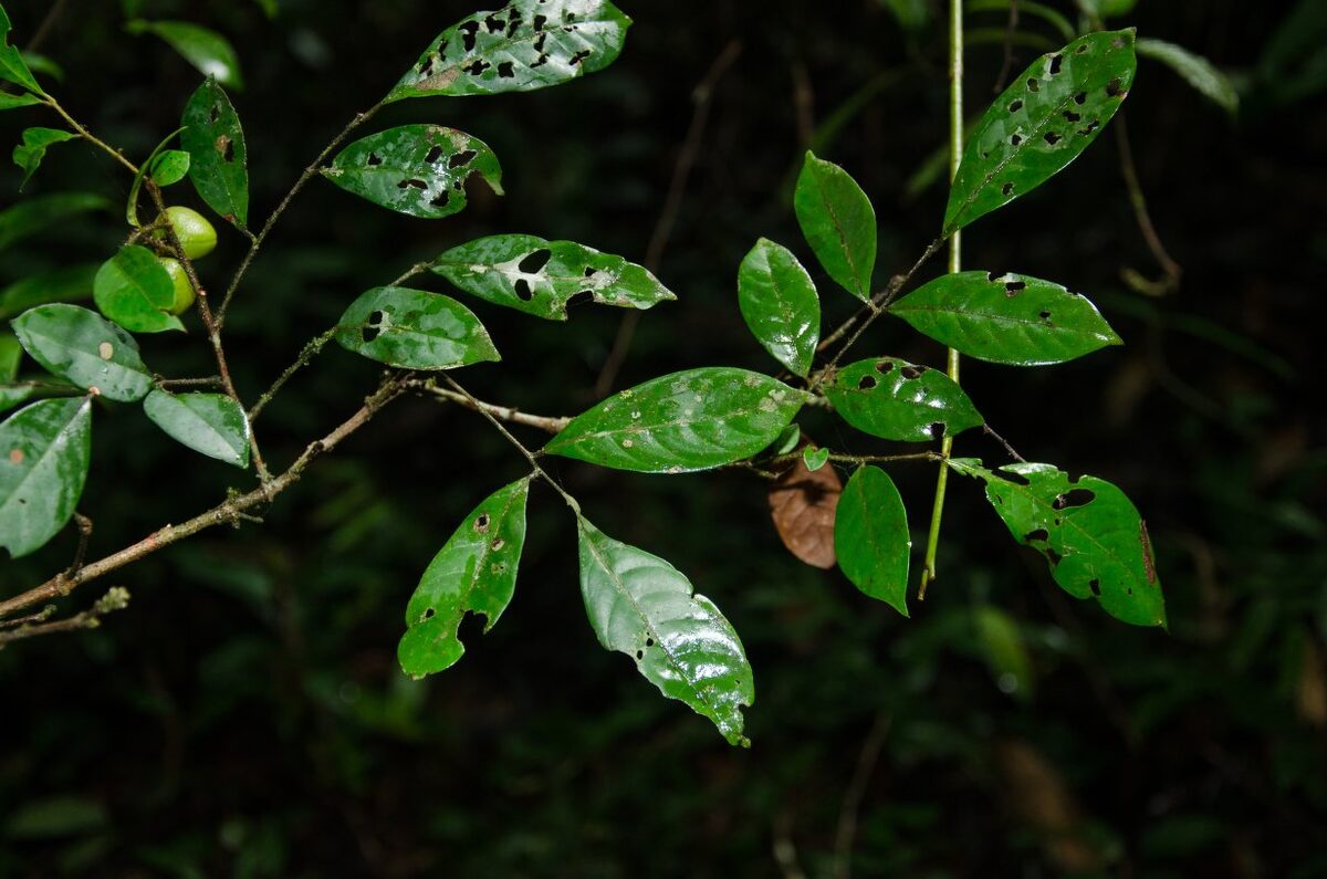 Eriocoelum racemosum — photo