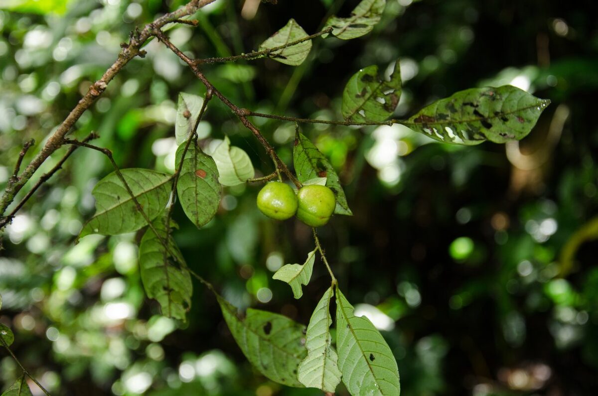Eriocoelum racemosum — photo