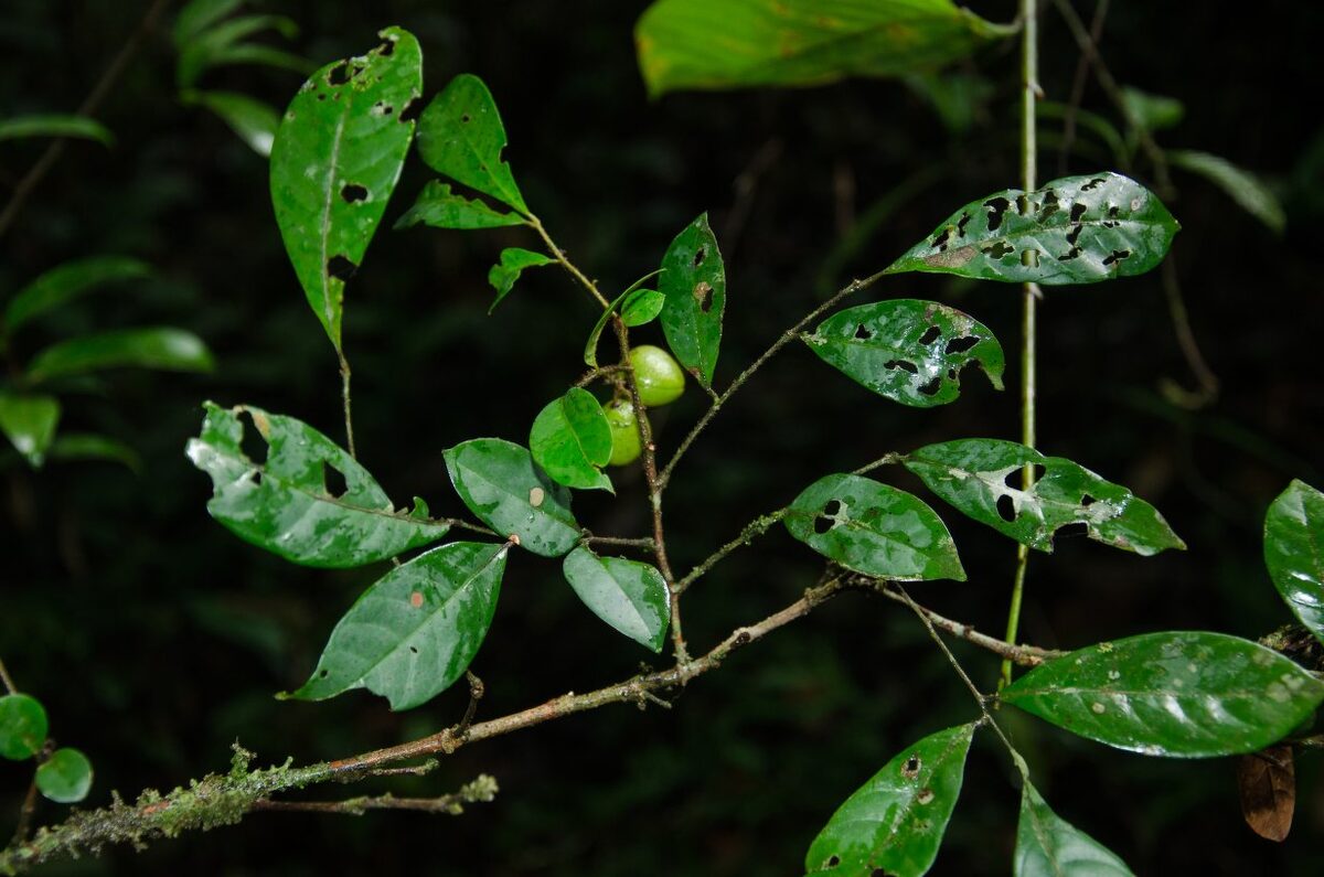 Eriocoelum racemosum