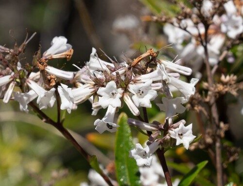 Eriodictyon californicum (Yerba santa) — photo