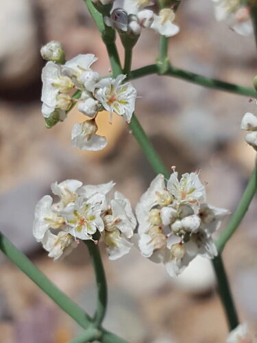 Eriogonum rotundifolium (Roundleaf buckwheat) — photo