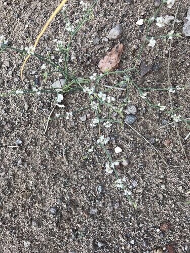 Eriogonum rotundifolium (Roundleaf buckwheat) — photo