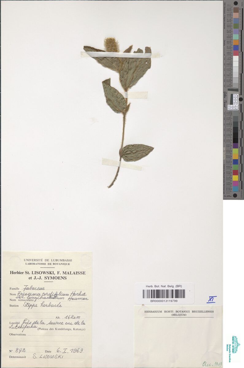 Eriosema cordifolium var. longibracteatum — photo
