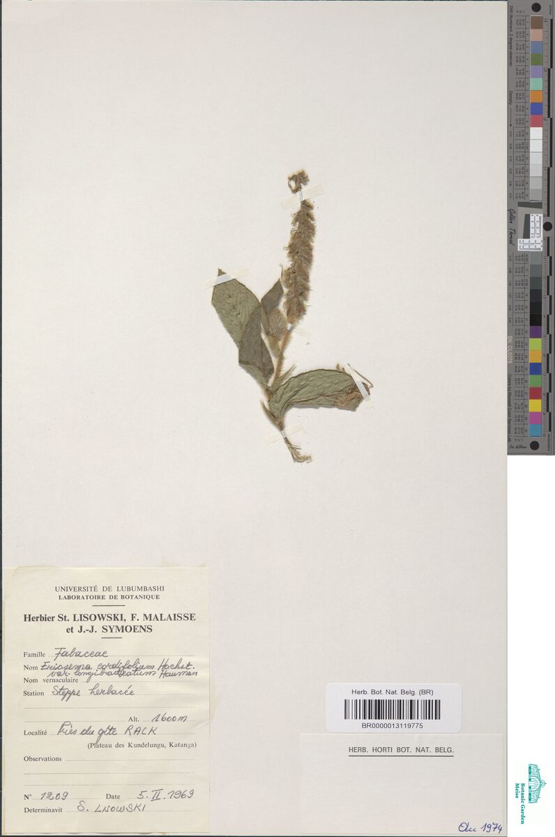 Eriosema cordifolium var. longibracteatum — photo