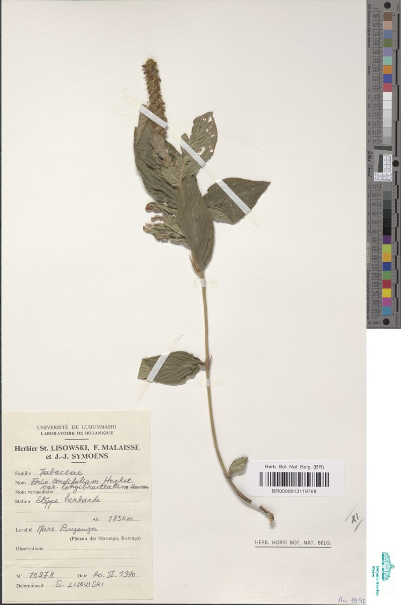 Eriosema cordifolium var. longibracteatum