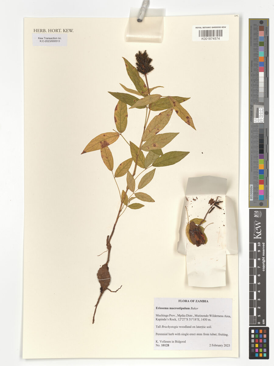 Eriosema macrostipulum — photo