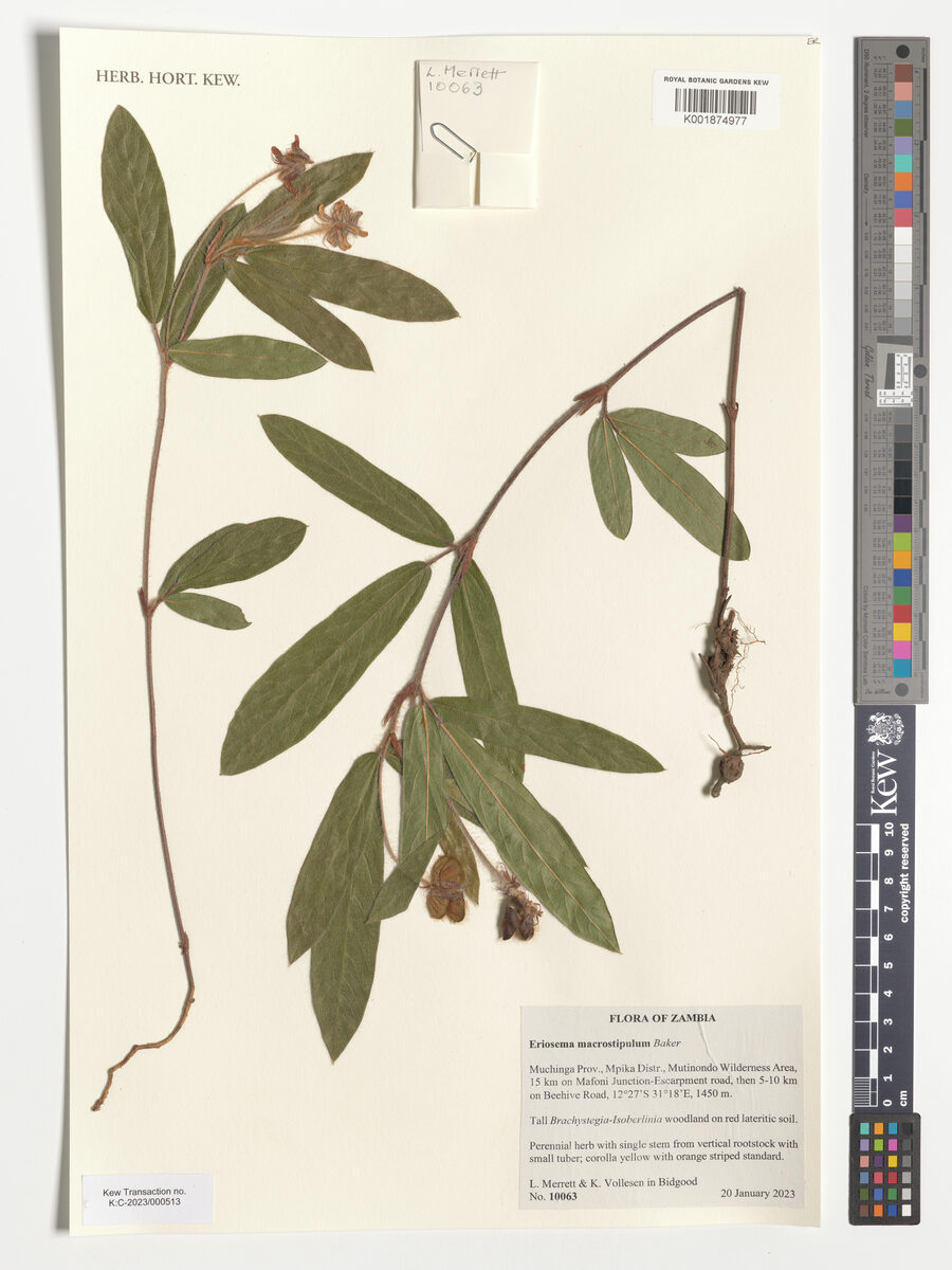 Eriosema macrostipulum