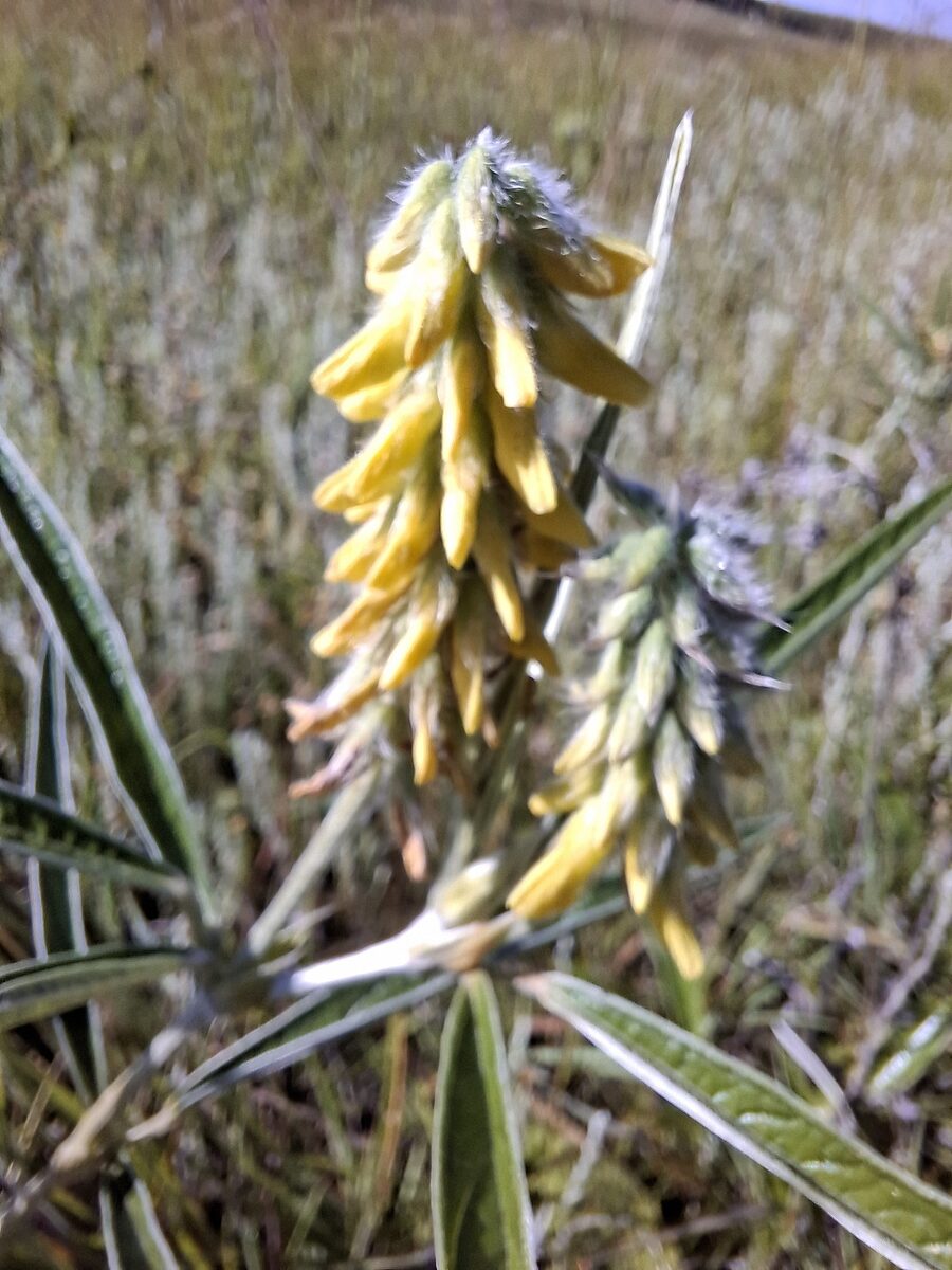Eriosema polystachyum — photo