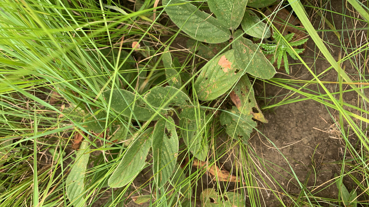 Eriosema polystachyum