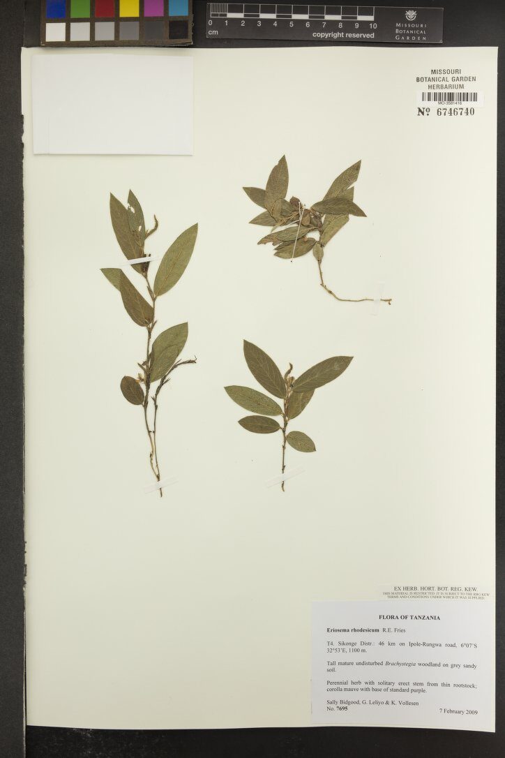 Eriosema rhodesicum — photo