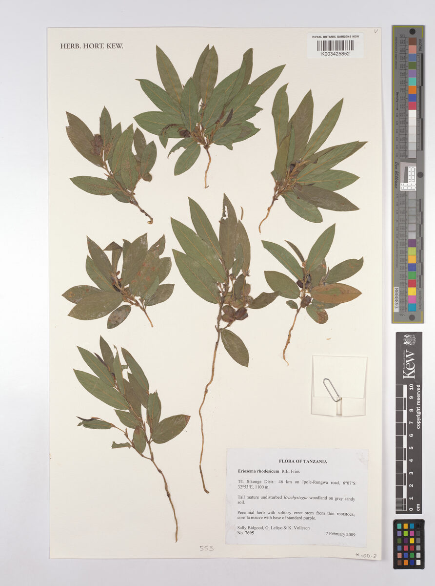 Eriosema rhodesicum — photo