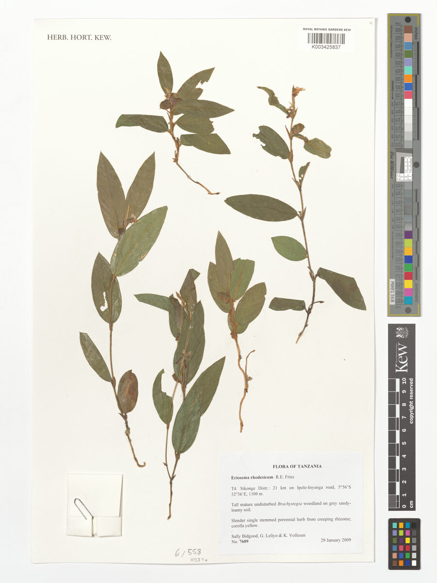 Eriosema rhodesicum