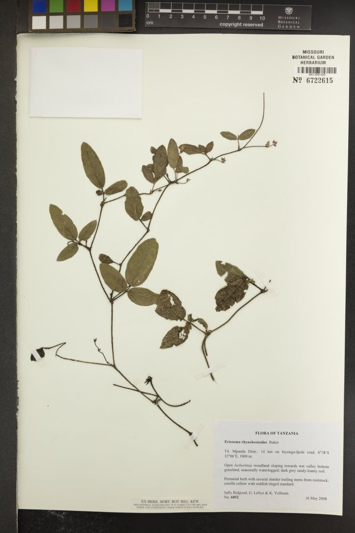 Eriosema rhynchosioides — photo
