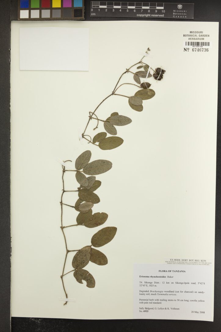 Eriosema rhynchosioides — photo