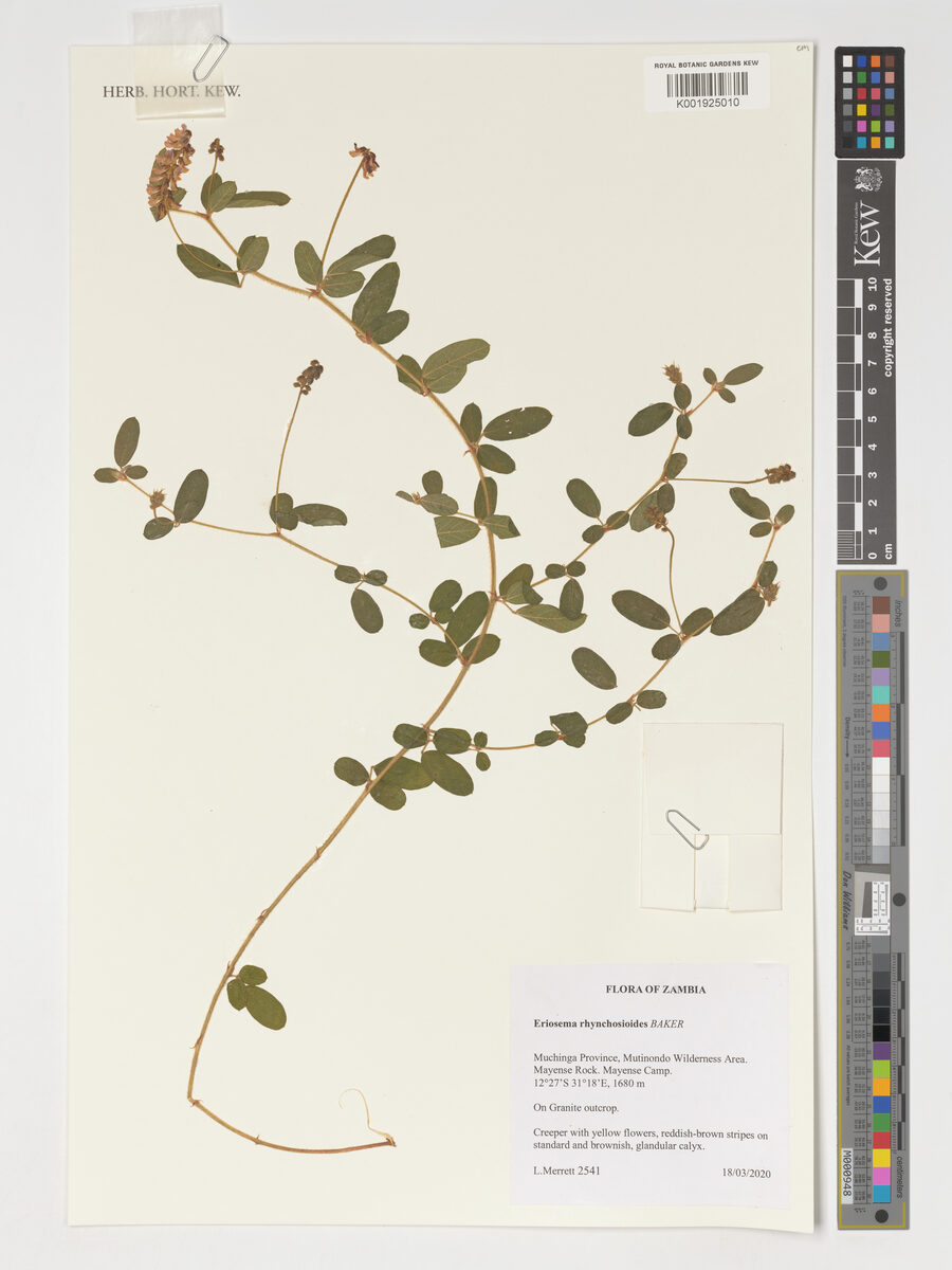 Eriosema rhynchosioides