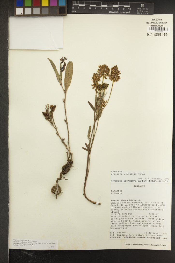 Eriosema ukingense — photo