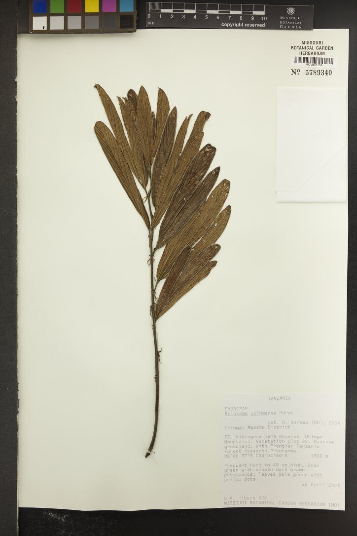 Eriosema ukingense