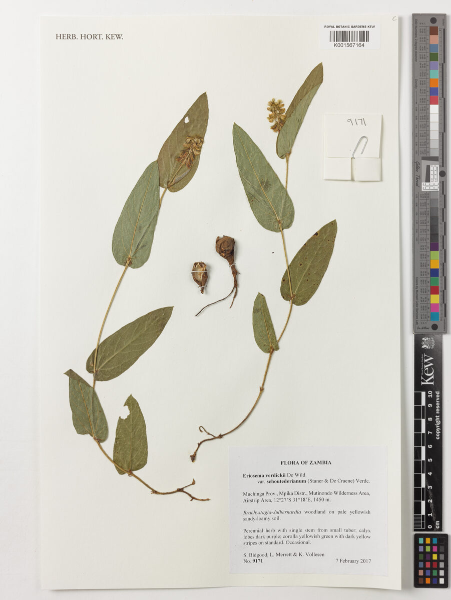 Eriosema verdickii — photo