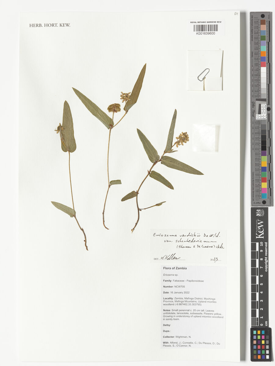 Eriosema verdickii
