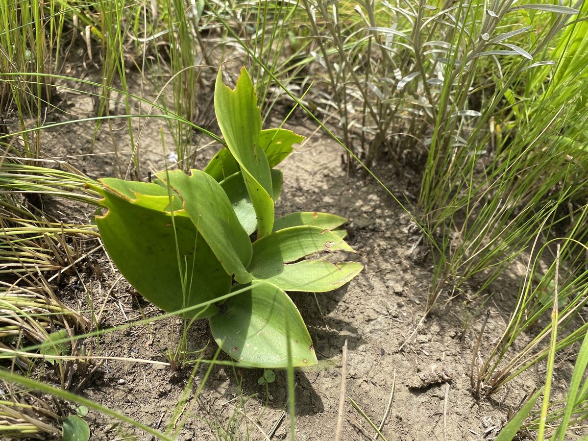Eriospermum spp. — photo