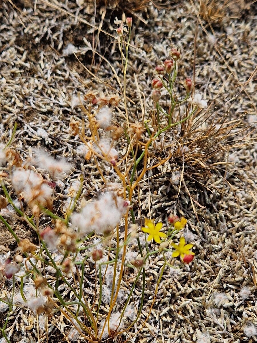Eriospermum spp. — photo