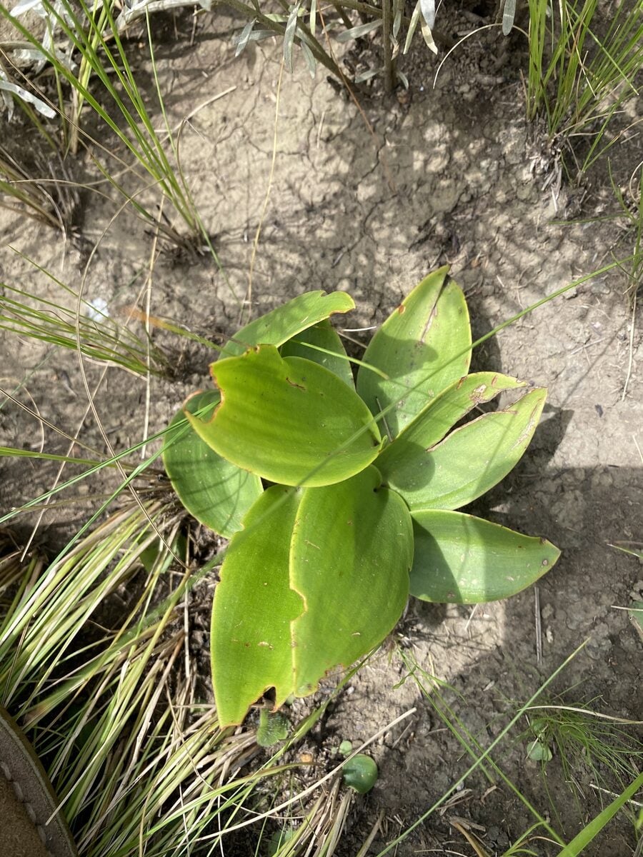 Eriospermum spp.