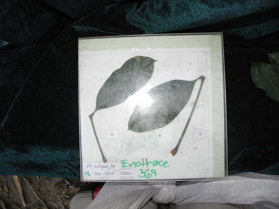 Eriotheca sclerophylla — photo