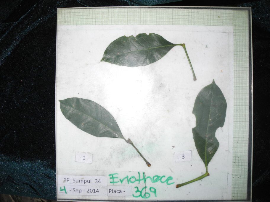 Eriotheca sclerophylla