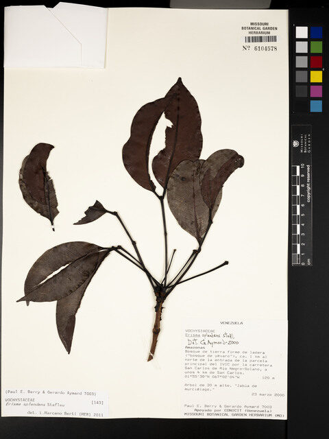 Erisma splendens — photo
