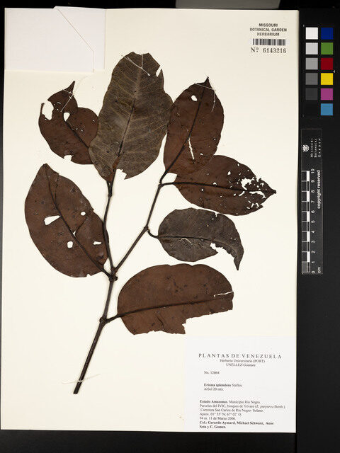 Erisma splendens