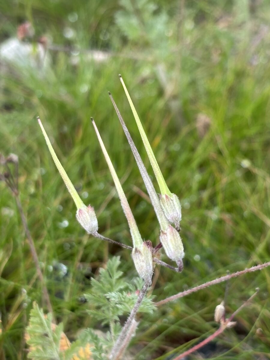 Erodium cicutarium bipinnatum — photo