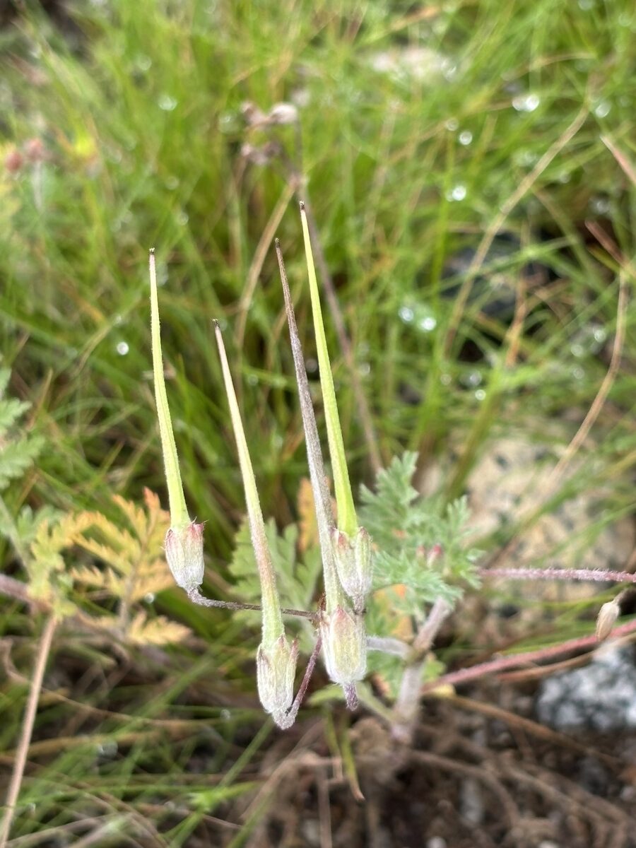 Erodium cicutarium bipinnatum — photo